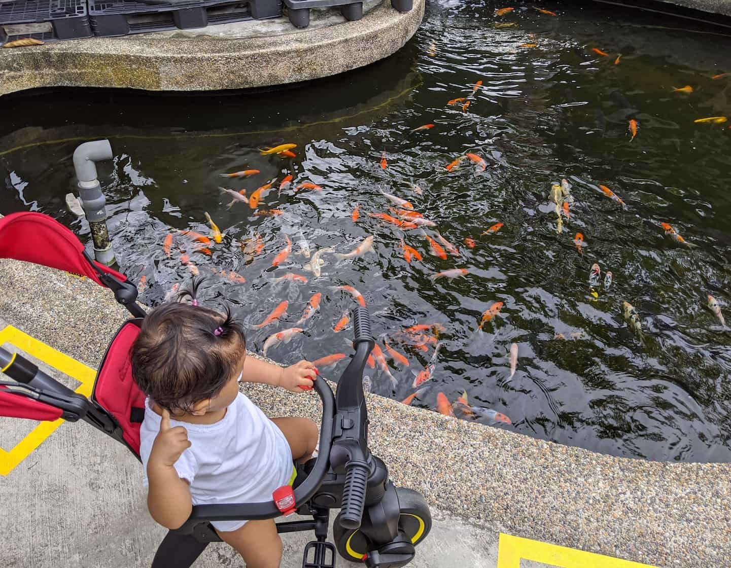 シンガポールの銭湖養魚場への子供向けガイド：龍康フィッシング＆フィッシュスパ！