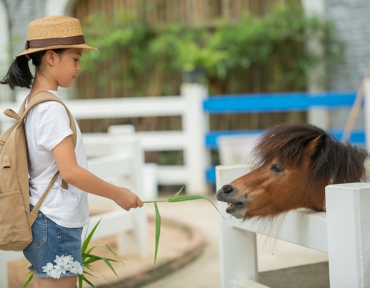 シンガポールの子供連れに優しい動物農場 : 鶏、牛、ウサギ、ヤギ牧場、ふれあい動物園