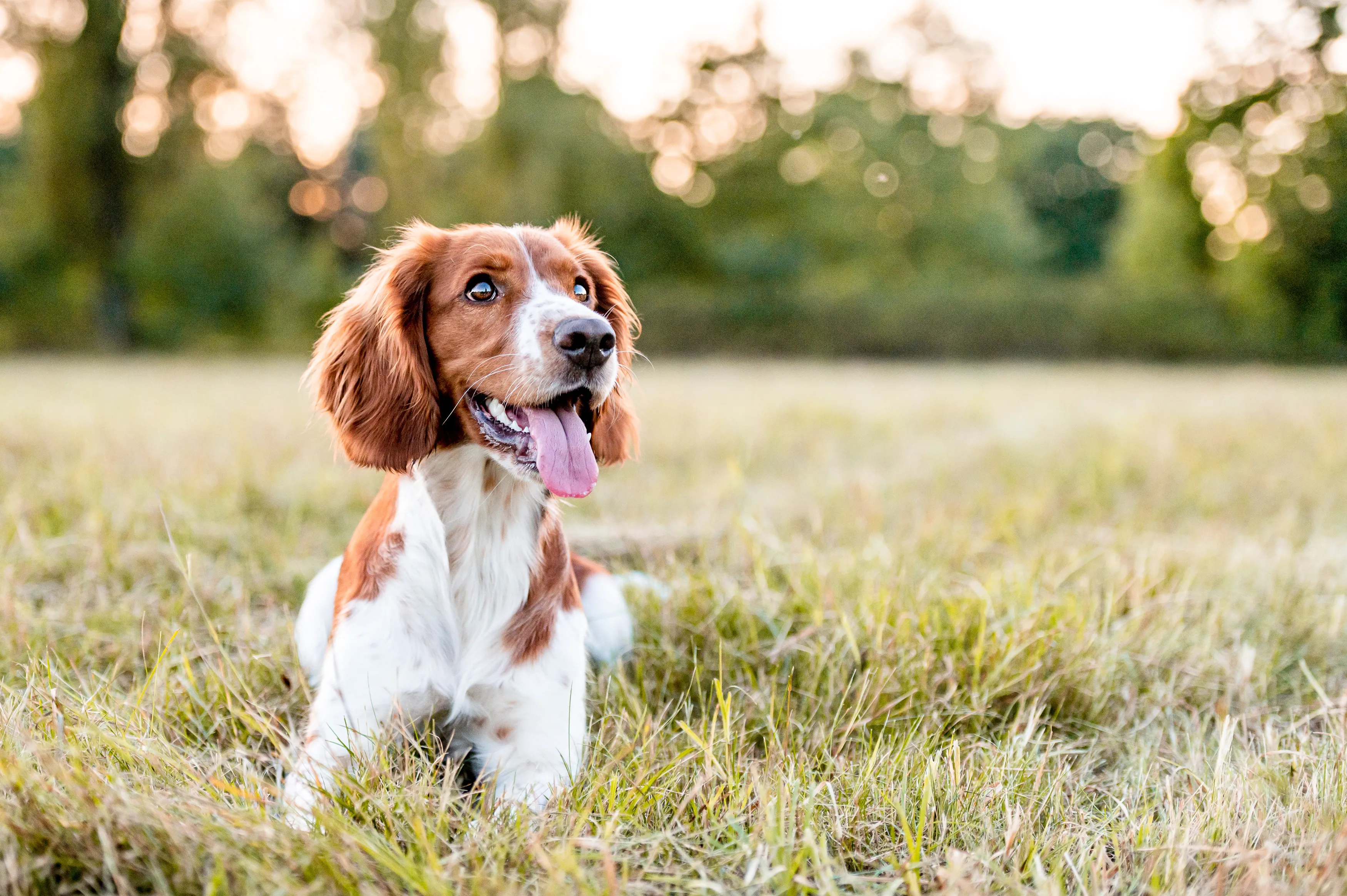 犬の飼い主は、Amazonの＃1新しいインタラクティブな犬のおもちゃは「素晴らしい」と「永続的なエンターテイメント」を提供すると言います